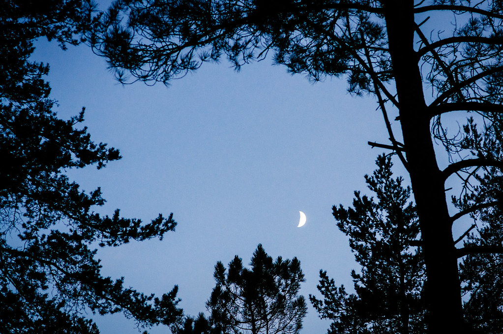 Lever de lune entre les arbres