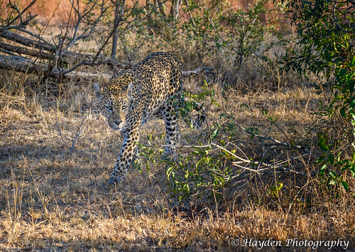 cats cat southafrica nikon ngc safari npc leopard camouflage nikkor stalk stalking krugernationalpark kruger sandriver big5 gamereserve skukuza malamalagamereserve malamala sabisands sabisandgamereserve rattrays