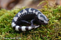 white and black stripes
black spot on head with white rim
