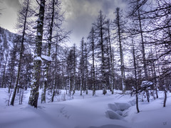 Forest in winter - Photo of Saint-Étienne-de-Tinée