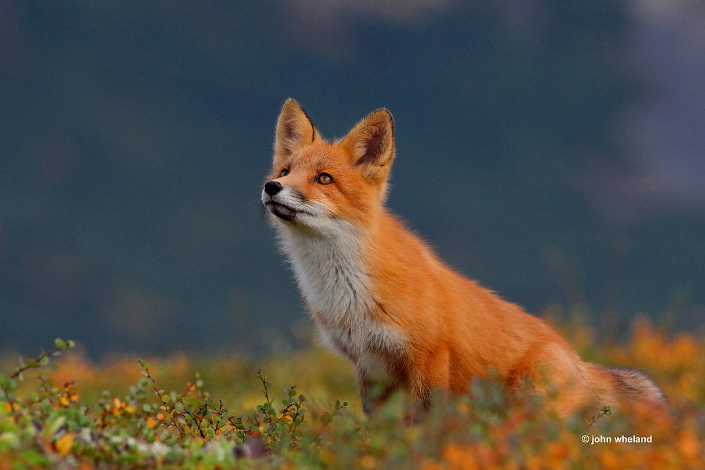 Battle River fox