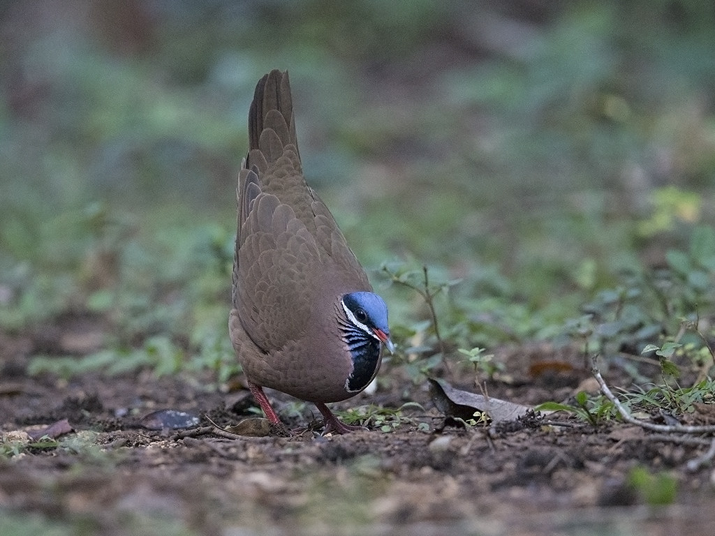 Blue-headed Quail-Dove   endemic to Cuba