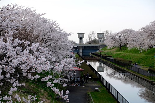 桜と水門