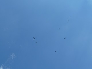 Les vautours