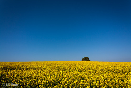 sky tree field yellow feld rape gelb raps baum niederrhein lowerrhine knellesen