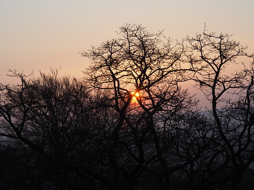 trees sun tree sunrise