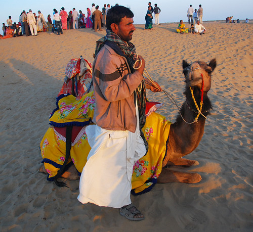 A camel in the Thar desert just outside of Jaisalmer, India