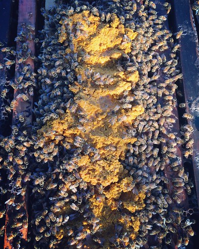Pollen patty supplement on hive frames