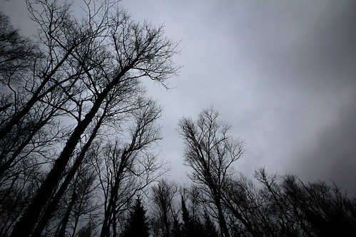 trees winter sky cold tree nature silhouette wisconsin clouds forest landscape woods overcast northwoods hardwoods