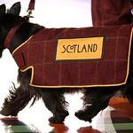 dog friendly road trip scotland
