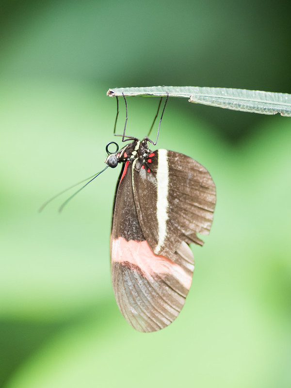 Serie papillons sur l'île de Mainau, DE 25953334530_c5fc9f7790_c