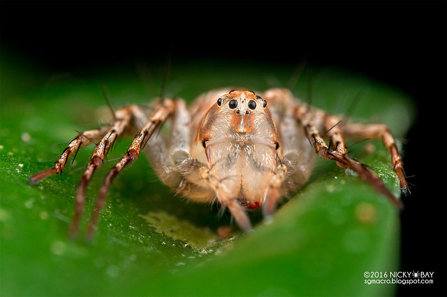 Lynx spider (Hamataliwa sp.) - DSC_8092