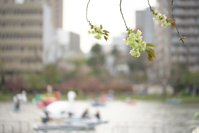 東京路地裏散歩 上野の桜 2016年4月9日
