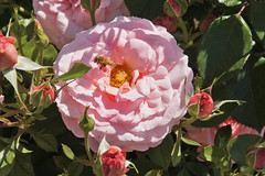 Sexy Rexy Rose at Bravo Lake Botanical Garden in Woodlake