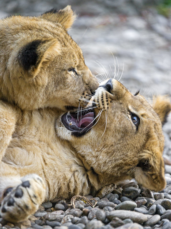Lion cubs fighting