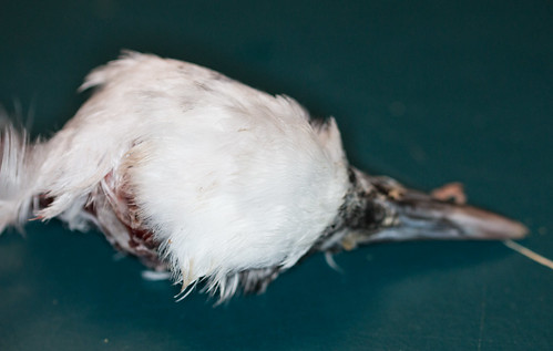 Ivory Gull Carcass