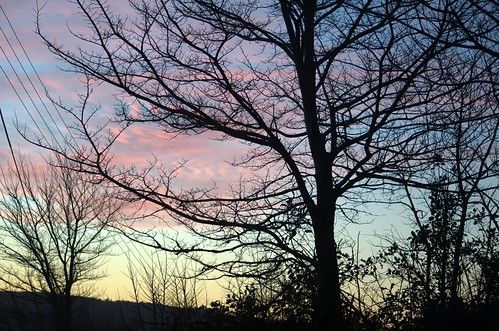 sky tree silhouette sunrise