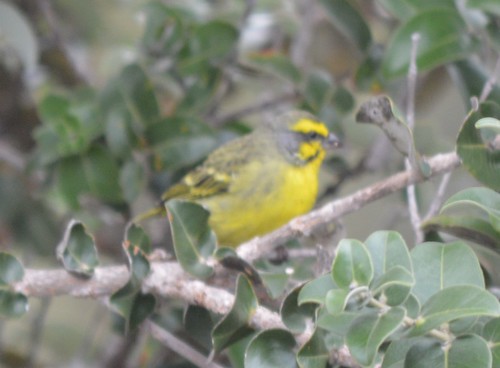 bird hawaii january hawaiian canary nonnative feral 2016 introduced yellowfrontedcanary oceanviewestates yellowfronted srinusmozambicus