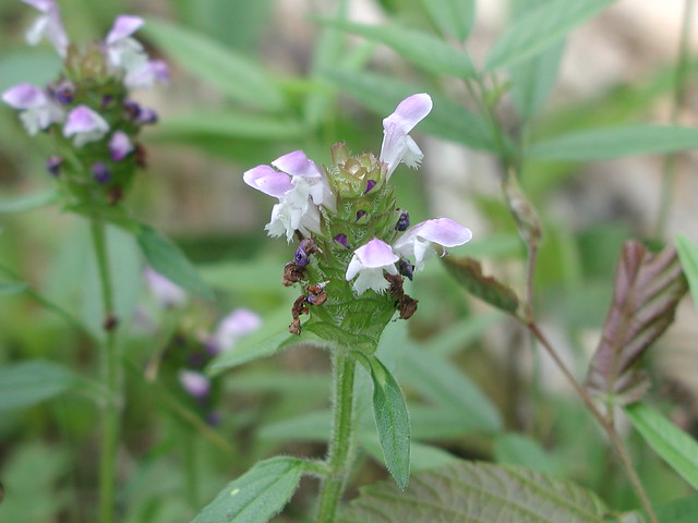 Prunella vulgaris 5 26 6