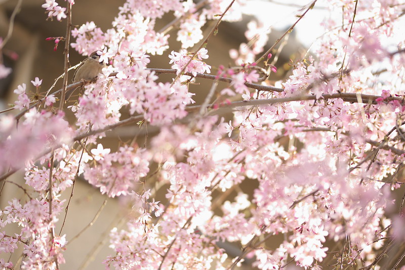 東京路地裏散歩 谷中の桜 2016年3月27日