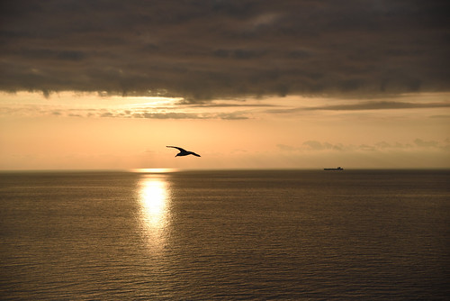 sunset sea italy sun reflection clouds boat sardinia view seagull horizon isoladisanpietro caposandalo sargdena