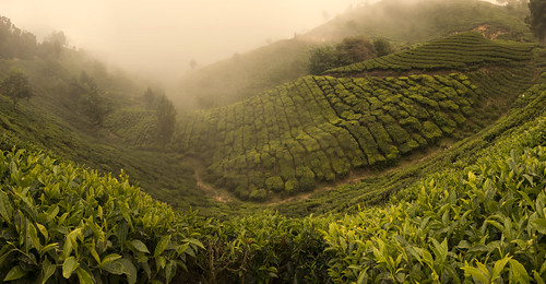 winter sunset india fog tea kerala hills munnar plantations