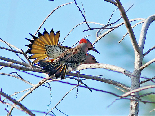 Northern Flickers male and female display 20160125
