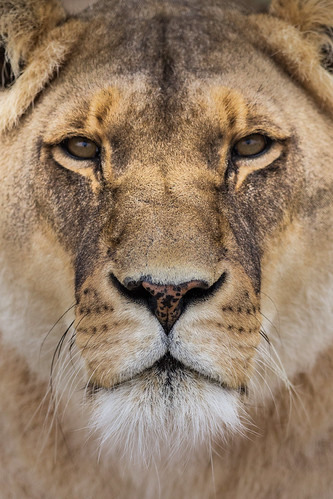 africa portrait nature animal closeup eyes wildlife ngc lion safari afrique fauve sigma150600