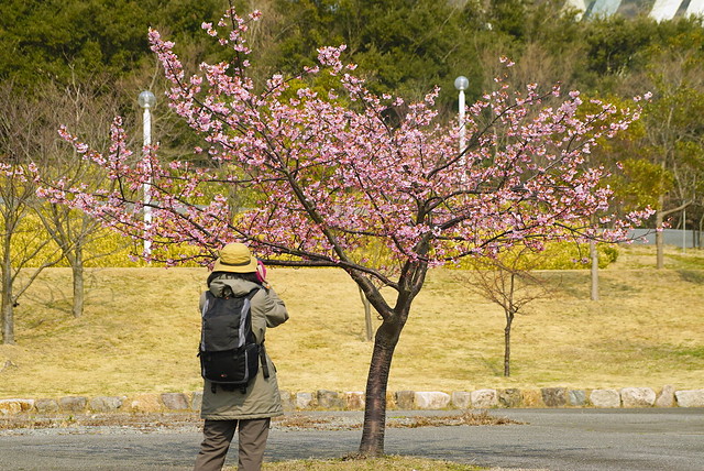 明石海峡公園の河津桜 / Sakura