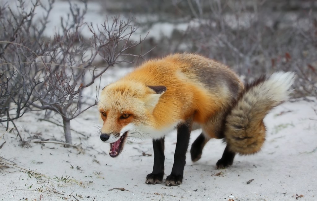 Red fox - New Jersey Shore