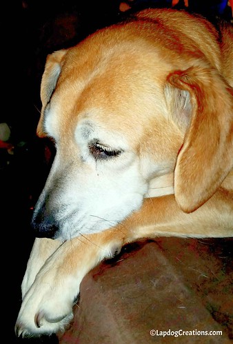 hound mix rescued dog senior dog adopt don't shop happy dog #LapdogCreations ©LapdogCreations