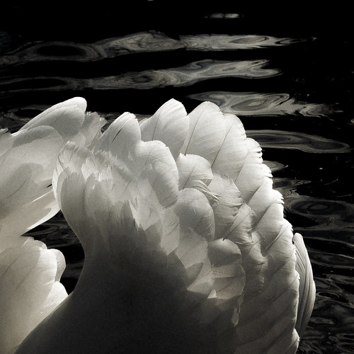 blackandwhite white black bird texture water swan eau noir exterior noiretblanc feather naturallight extérieur blanc oiseau cygne plume lumièrenaturelle d90 fondnoir