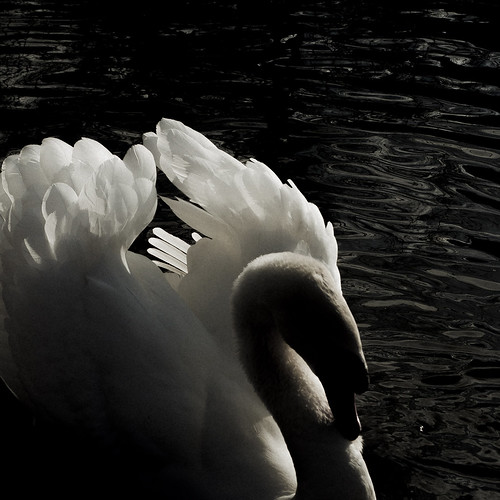 blackandwhite white black bird water animal square swan eau noir exterior noiretblanc feather naturallight extérieur blanc oiseau cygne plume lumièrenaturelle d90 fondnoir formatcarré