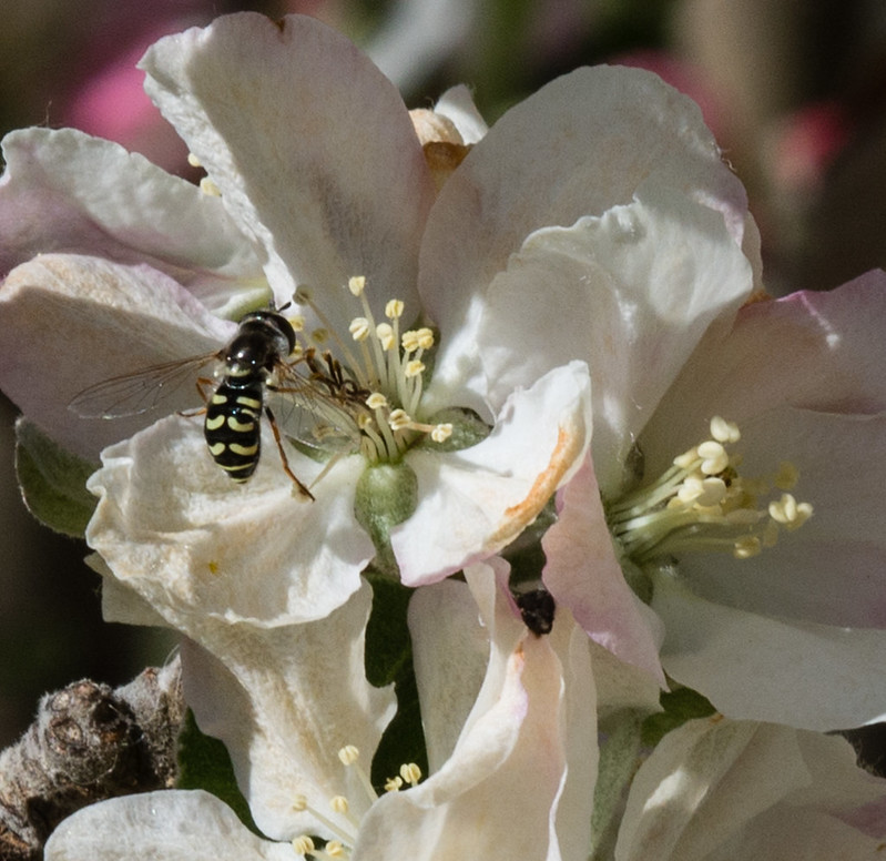 Bee on Apple Blossom 1