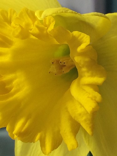 First daffodil of spring.