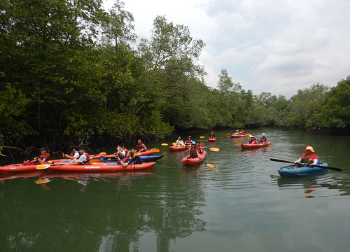 Kayaking at Jelutong mangroves