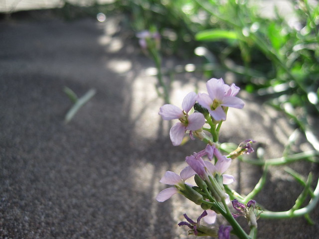 flores en la arena