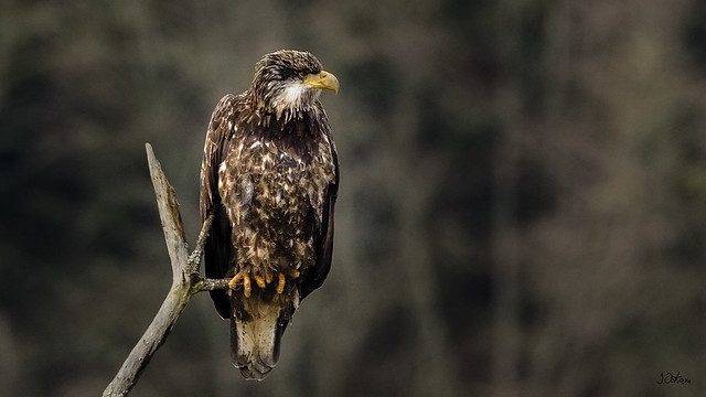 Immature American Bald Eagle