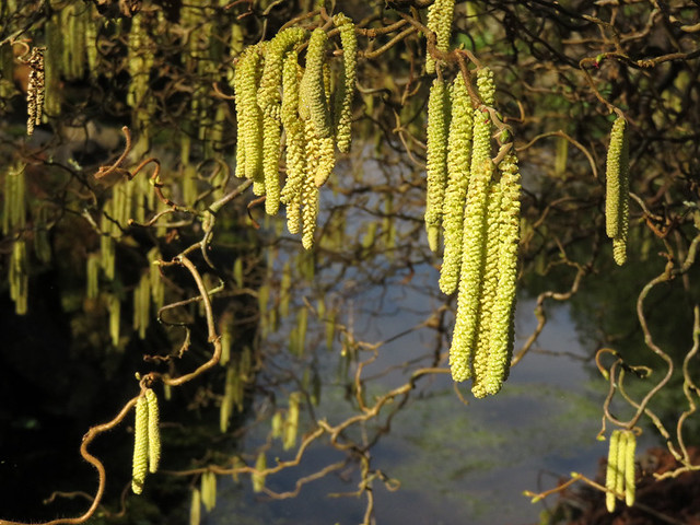 the yellow catkins of the Corkscrew Hazel in Vancouver's Queen Elizabeth Park in February