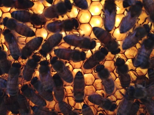 Bees on backlit frame