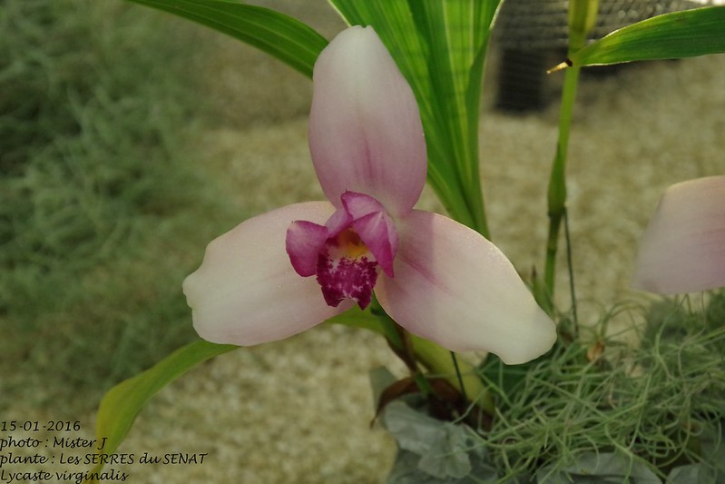 Exposition orchidee à Poissy les 15,16 et 17 janvier 23783057883_d14224d16b_c