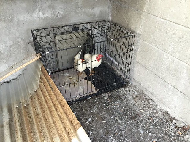 bantam chicken's temporary cage