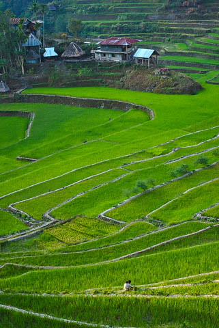 Batad Rice terraces