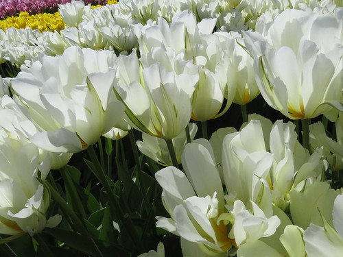 White tulips in the La Conner fields