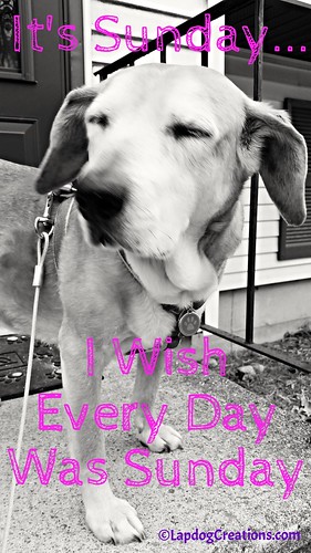 It's Sunday... I Wish Everyday was Sunday! - Sophie #houndmix #rescueddogs #adoptdontshop #BlackandWhiteSunday #LapdogCreations ©LapdogCreations