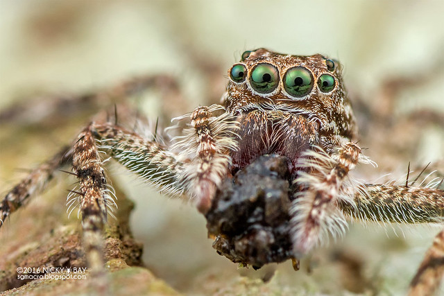 Jumping spider (Phaeacius sp.) - DSC_9698b