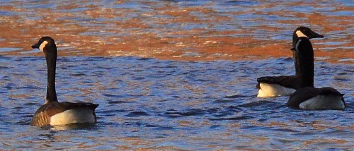 canada creek river geese osborne canadensis branta chenango