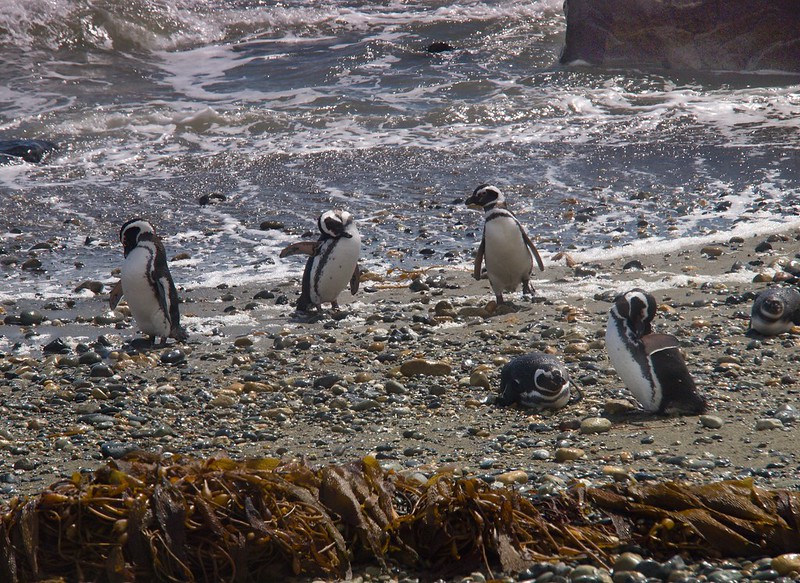 De Tierra del Fuego a Puerto Natales - Por el sur del mundo. CHILE (13)