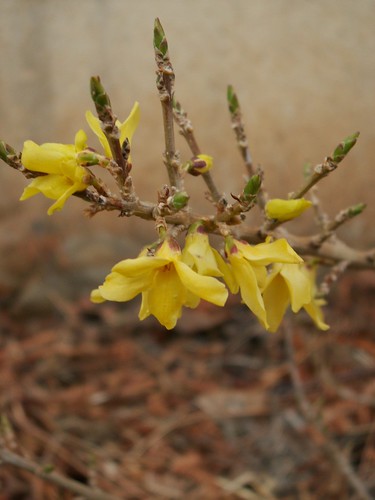 Forsythia viridissima 'Citrus Swizzle'