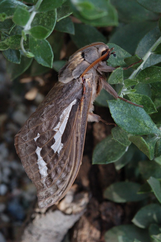 Bardi Ghost Moth Trictena atripalpis